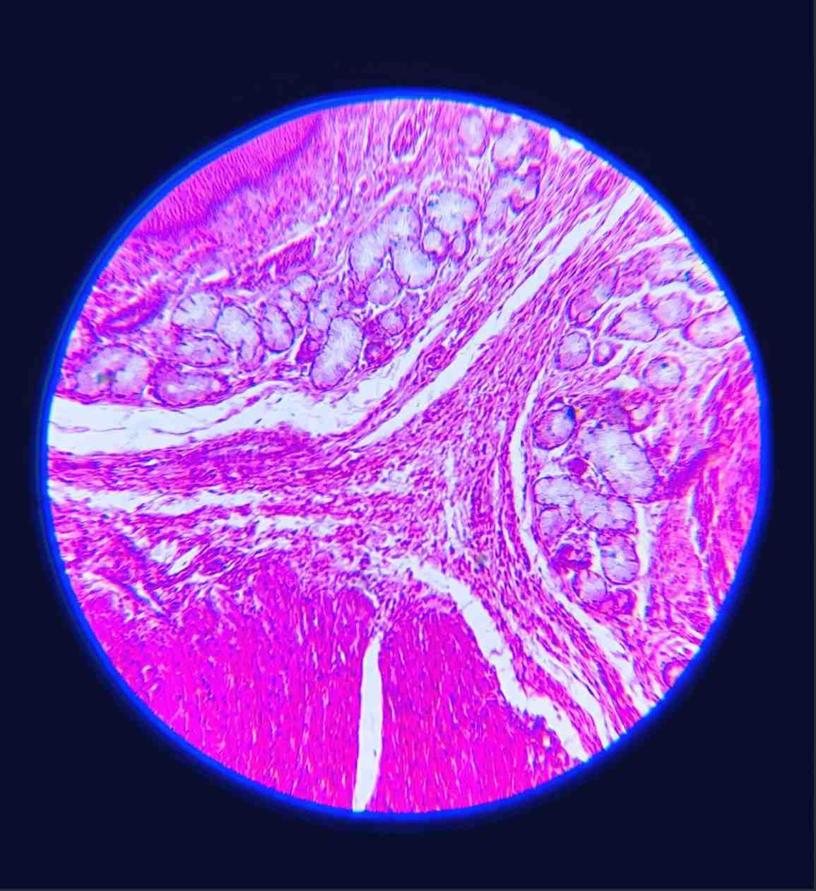 Cell culture under the microscope